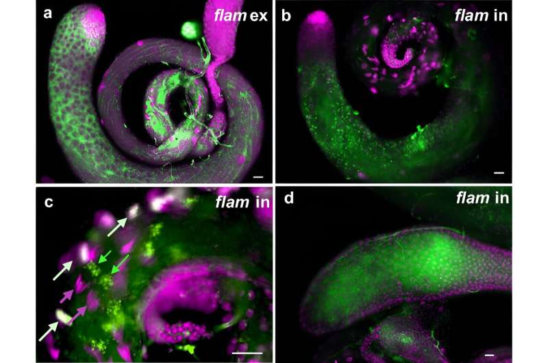 Researchers discover high levels of non-coding RNAs in testes, suggesting new roles in sperm function and evolution