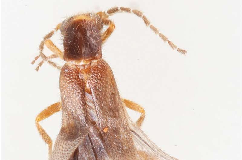 Researchers discover mysterious new beetle species in Guatemala