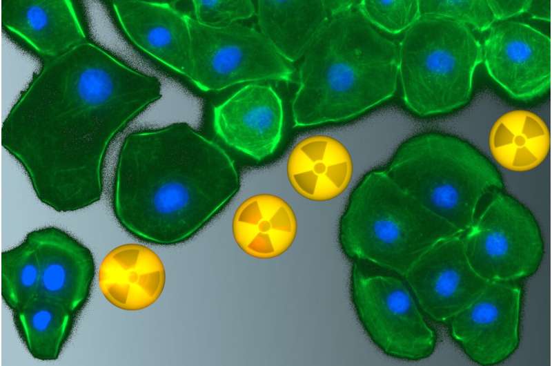 A closer look at cell toxins: Researchers examine how radionuclides interact with kidney cells