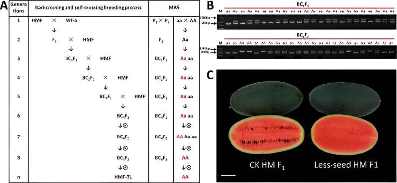 Cutting down on seeds: innovative watermelon breeding techniques revealed