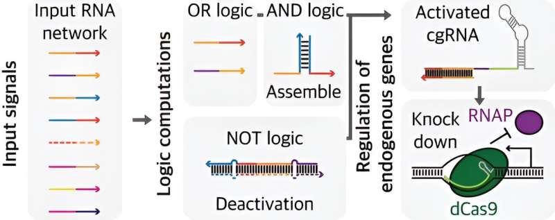 Could smart guide RNAs usher in an era of personalized medicine?