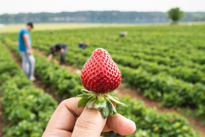 Strawberry Field