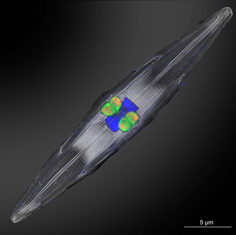 Rhizobial Nitrogen Fixing Symbionts in the Diatom