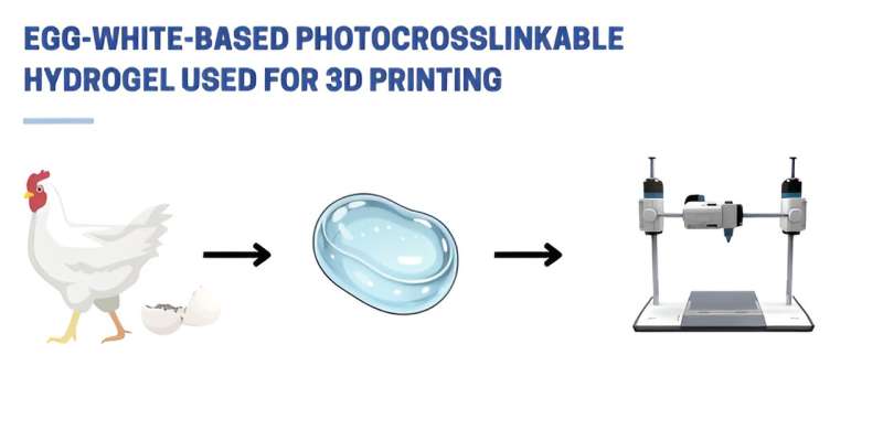 Nature inspires a breakthrough: scientists develop revolutionary egg white-based bioink for advanced tissue engineering