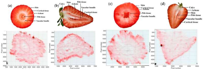 Strawberries under the high-tech magnifying glass