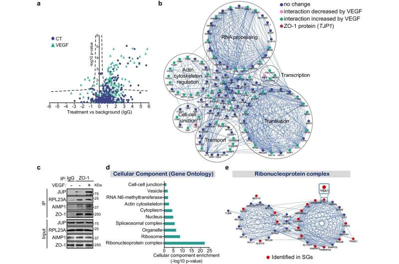 Stress granules found to play an unsuspected role in blood vessel formation