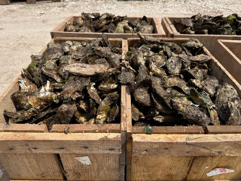 Oysters in a box.