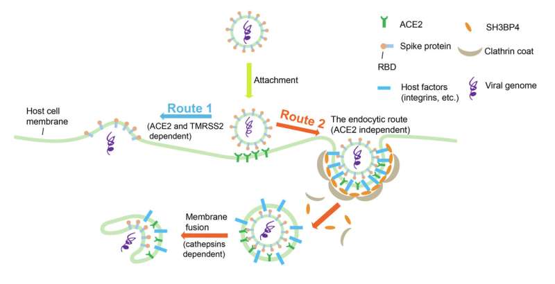HKUST identifies novel host factors that facilitates SARS-CoV-2 entry