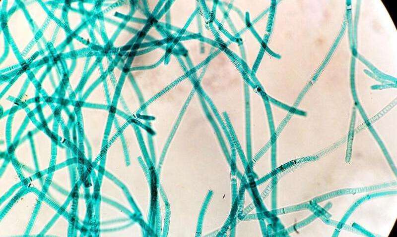 cyanobacteria