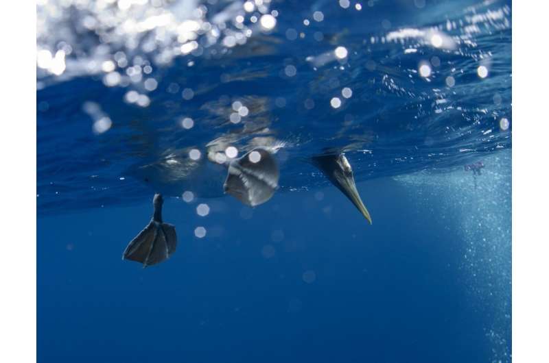 The Galapagos Islands and many of their unique creatures are at risk from warming waters