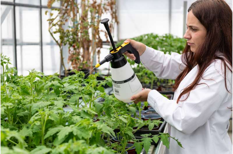 The aroma of tomato resistance