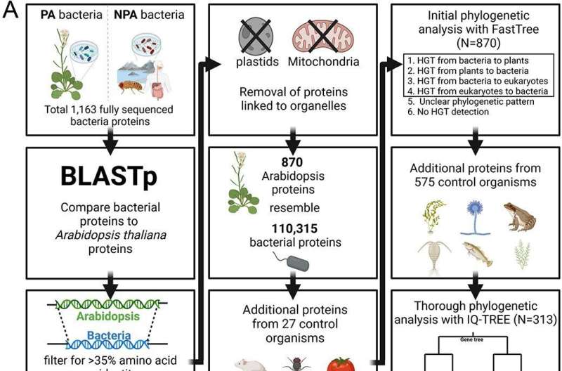 Boosting plant health: The role of gene exchange with bacteria