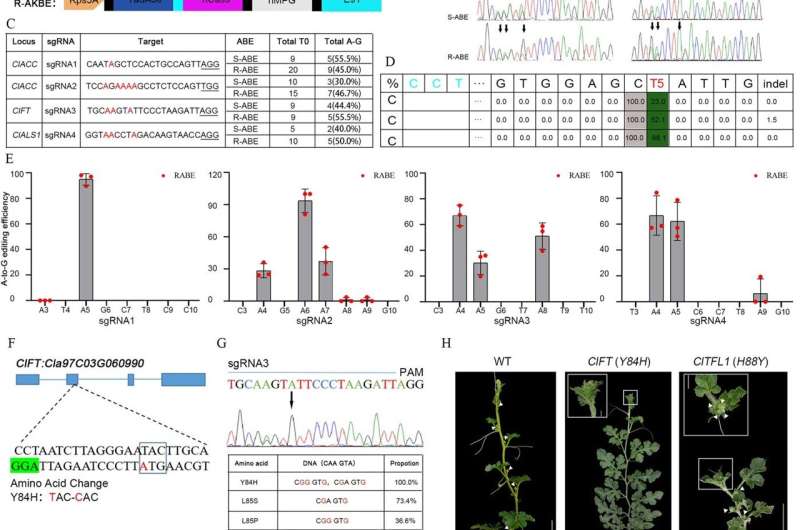 Fruitful innovation: Transforming watermelon genetics with advanced base editors