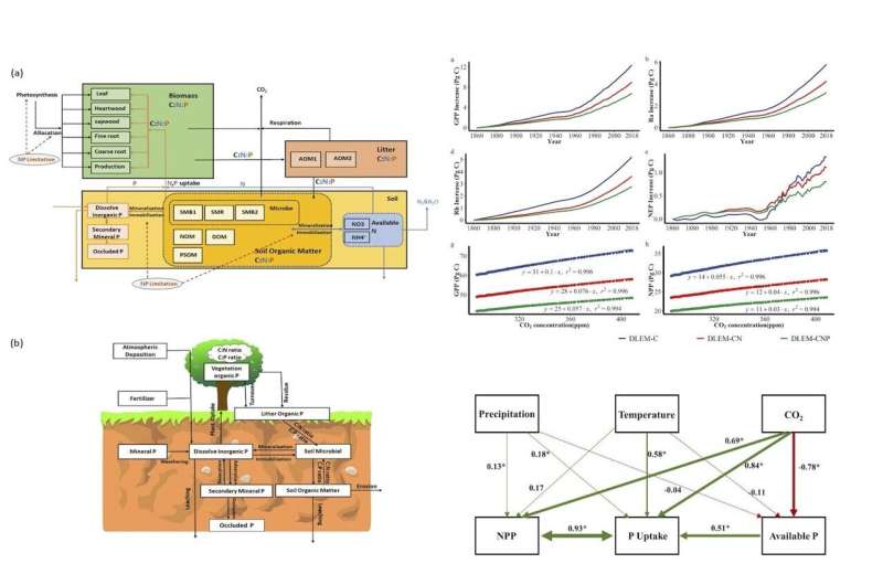 Tropical forests use CO₂ as fertilizer but are limited by phosphorus availability