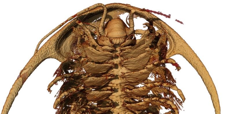 Microtomographic Reconstruction of the Head and Anterior Trunk Limbs of the Trilobite Protolenus