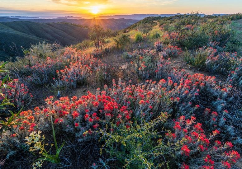 Molok Luyuk, Walker Ridge Flowers