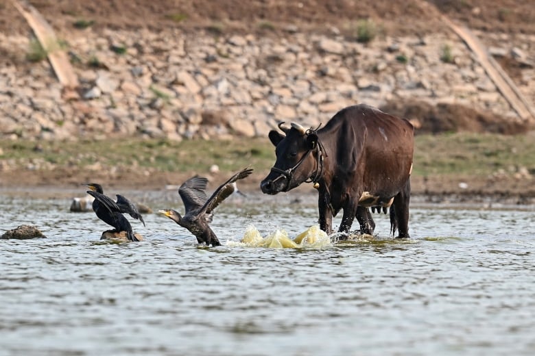 A brown cow with straps on its face walks through a shallow lake behind two vultures, their wings spread as if they are about to take flight.