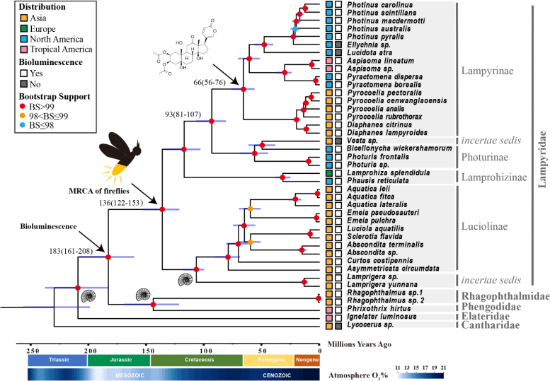 Firefly Evolution Diagram