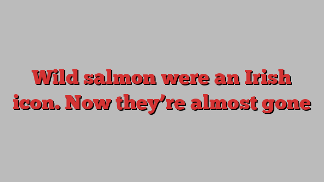 Wild salmon were an Irish icon. Now they’re almost gone