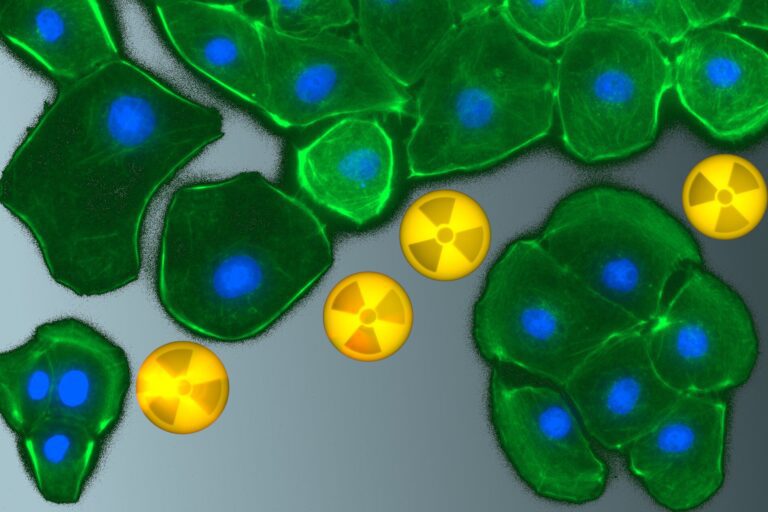 Researchers examine how radionuclides interact with kidney cells