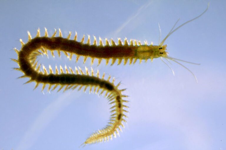 Study reveals gut cells’ role in marine worm regeneration