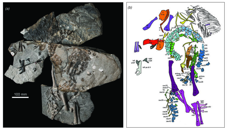 A new species of extinct crocodile relative rewrites life on the Triassic coastline