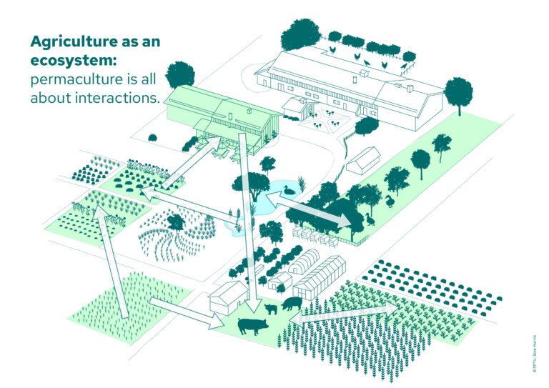 Permaculture found to be a sustainable alternative to conventional agriculture