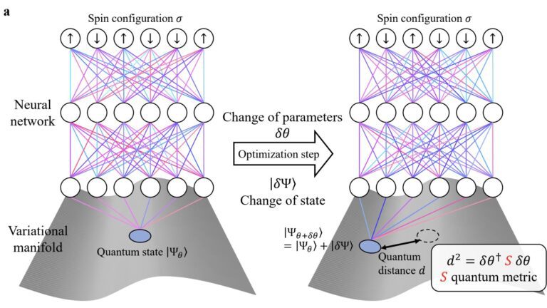 Optimization algorithm successfully computes the ground state of interacting quantum matter