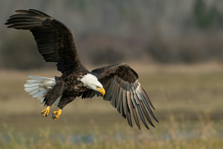 As fatal virus looms over bald eagles, NJ conservationists fight to keep the bird on the endangered species list