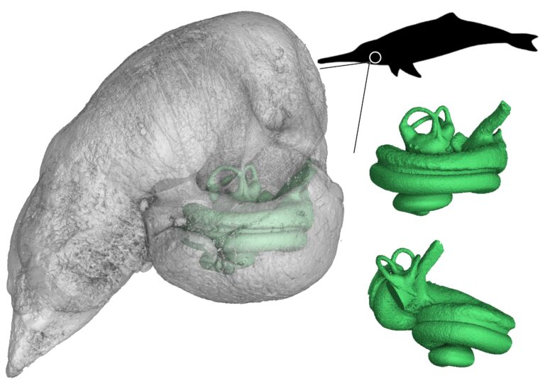 3D models show dolphins already used narrow-band sound waves for orientation 5 million years ago