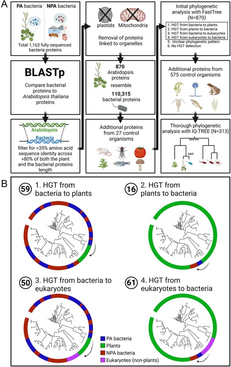 The role of gene exchange with bacteria