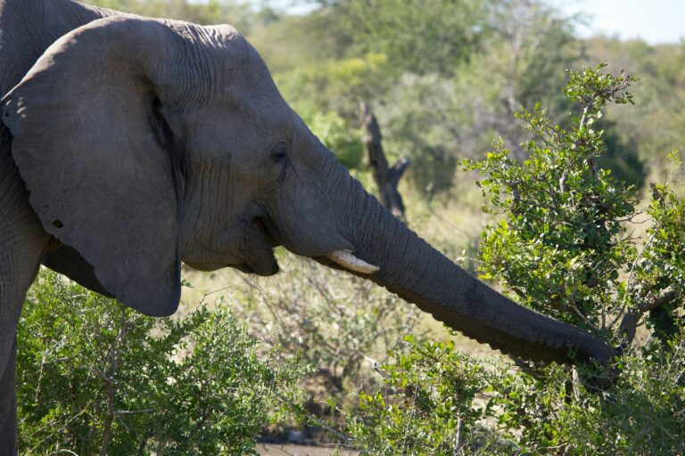 Biologists discover male elephants use infrasonic rumbles to signal ‘let’s go’