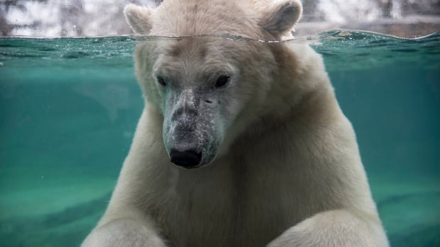 Play-fighting led to death of Calgary Zoo polar bear Baffin, say officials