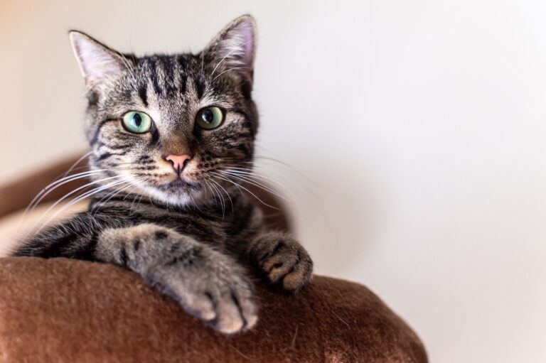 Scientists pinpoint strategies that could stop cats from scratching your furniture