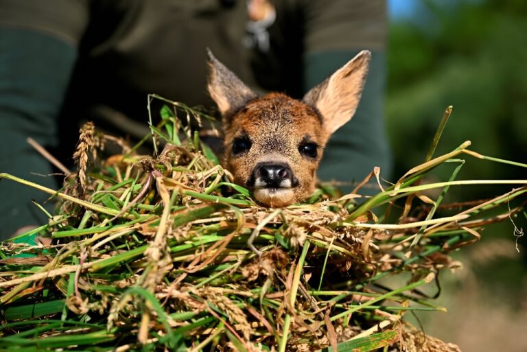 In Belgian farmland, ‘Saving Bambi’ one dawn mission at a time