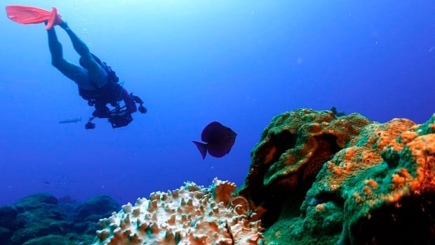 Coral reefs are vital lines of defence against hurricanes. But their future is in doubt