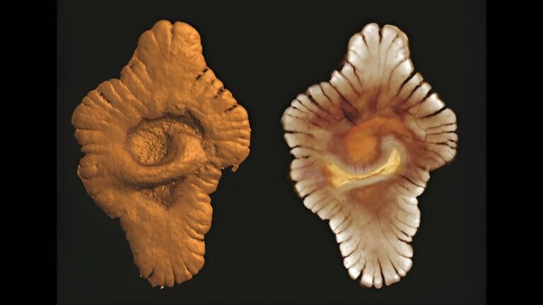 Complex life on Earth began around 1.5 billion years earlier than previously thought, new study claims