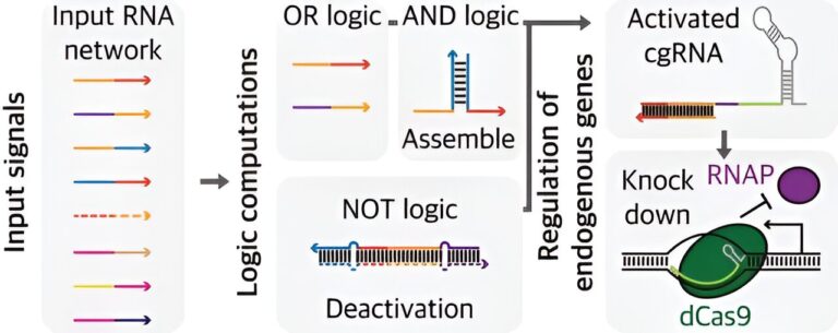 Researchers use logic gate-based decision-making to construct circuits that control genes