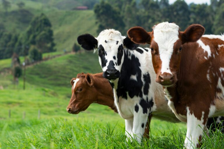 Cow challenge study should help turn tables on H5N1 in dairy herds