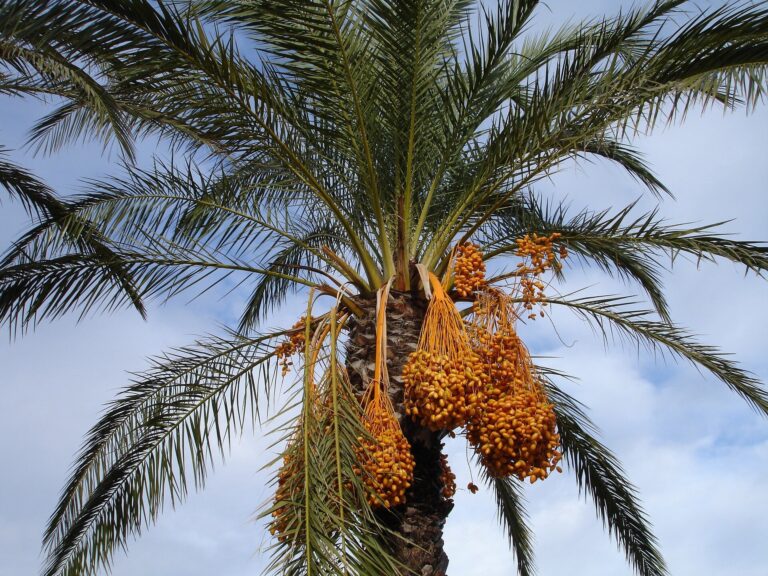 Investigating the devastation on date palm plantations of the Middle East