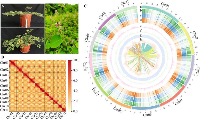 The genome behind a promising COVID-19 drug candidate