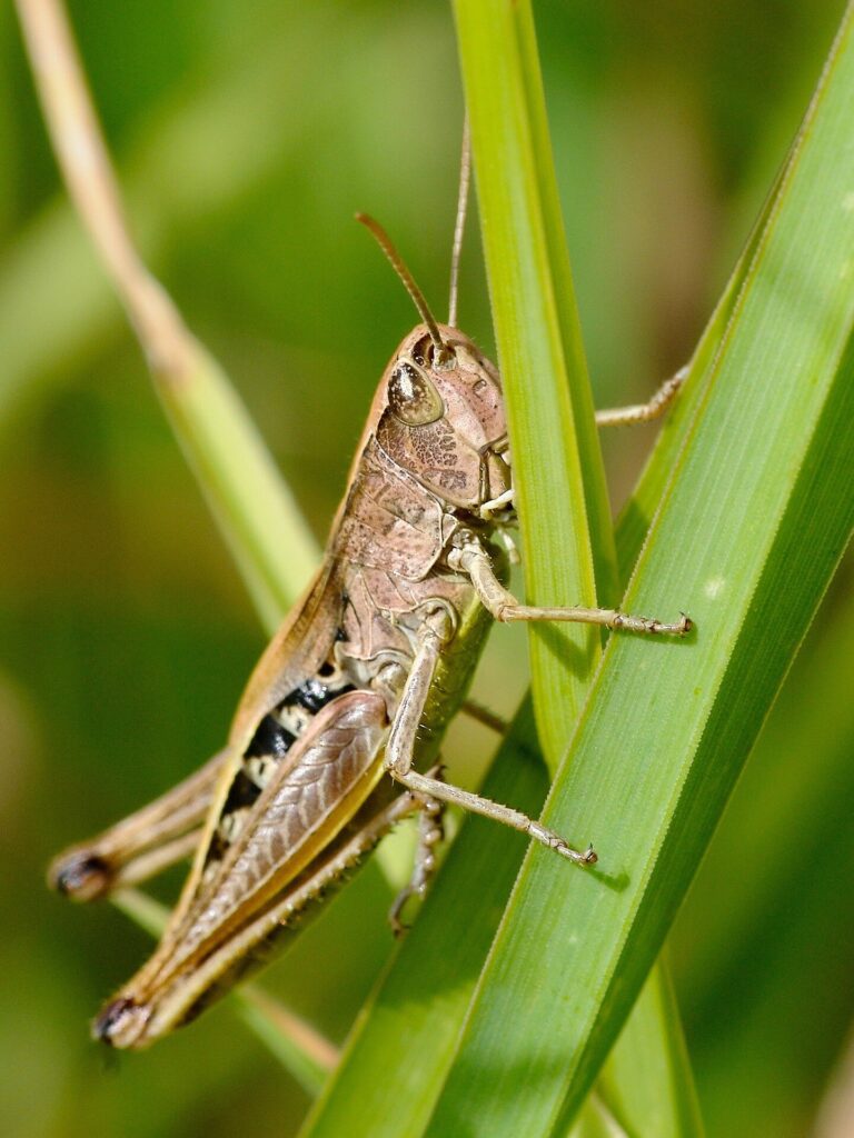 Mass breeding of desert locusts unlocks new food source