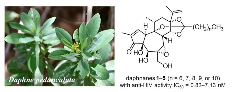 Discovery of daphnane diterpenoids in Daphne pedunculata could lead to new HIV drugs