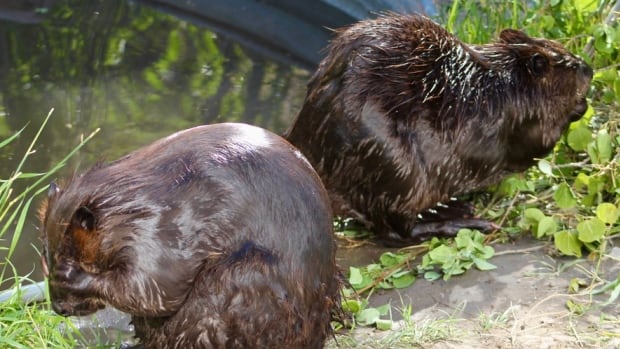 ‘Nuisance’ beavers relocated, put to work in dried-up watershed