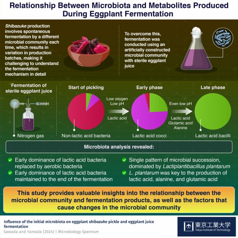 Exploring the effects of initial microbiota on microbial succession during eggplant fermentation