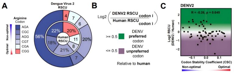 Scientists uncover fundamental rules for how dengue virus infects its mosquito and human hosts