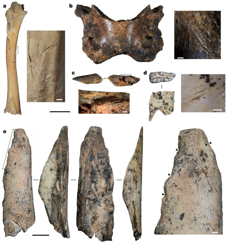 Bone remains indicate extinct humans survived on the Tibetan plateau for 160,000 years