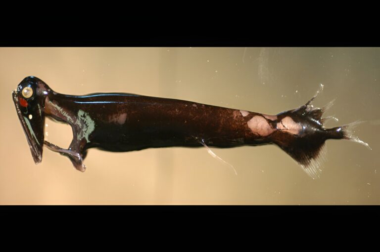 When searching for light and a mate in the deep, dark sea, male dragonfish grow larger eyes, scientists discover