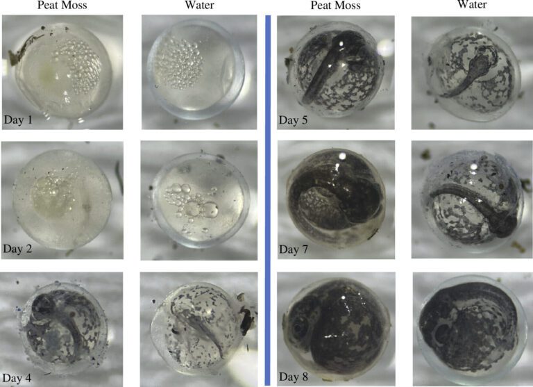 Killifish can adjust their egg-laying habits in response to predators, study shows