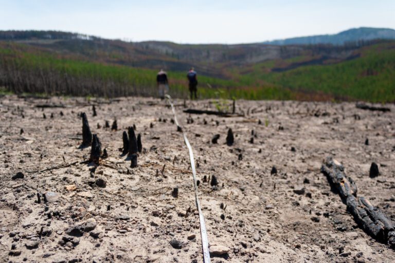 Forest carbon storage has declined across much of the Western U.S., likely due to drought and fire